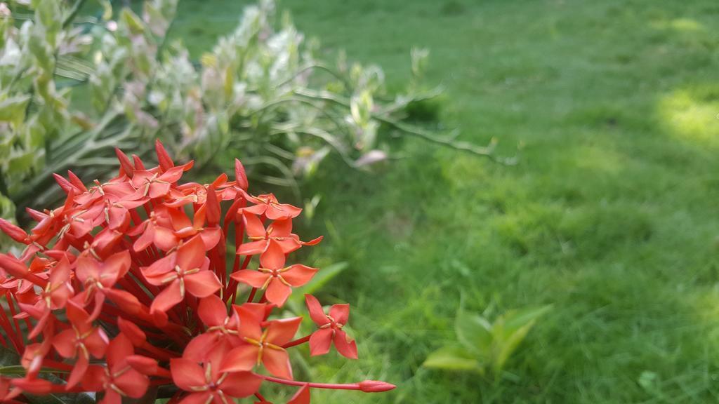 El Jardin
